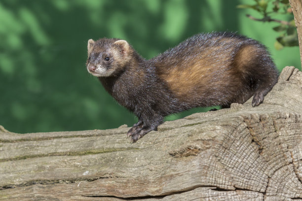 mustela