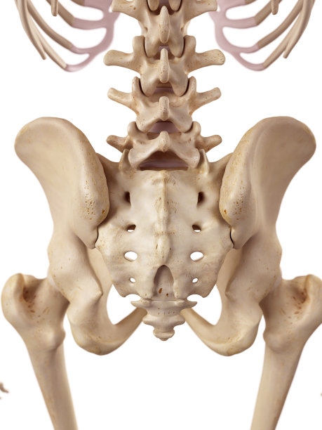 pelvis