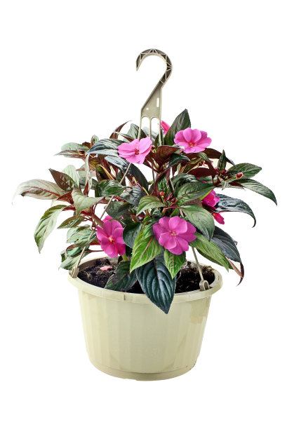 impatiens