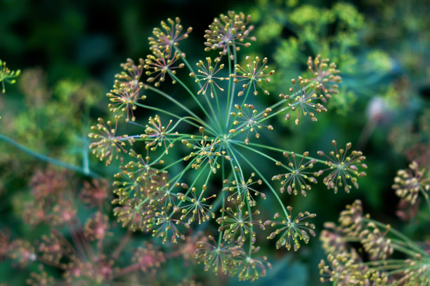 dill