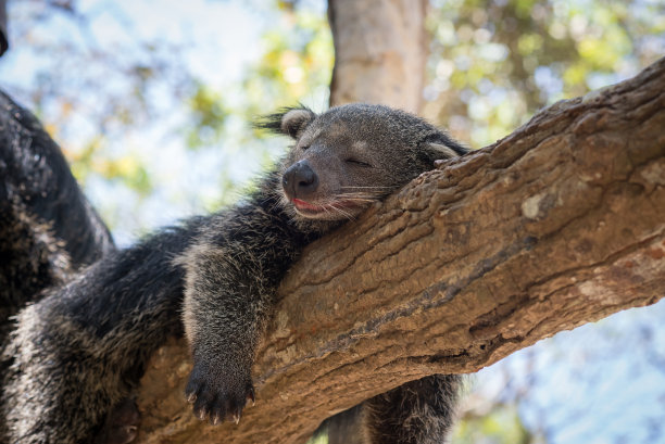 civet