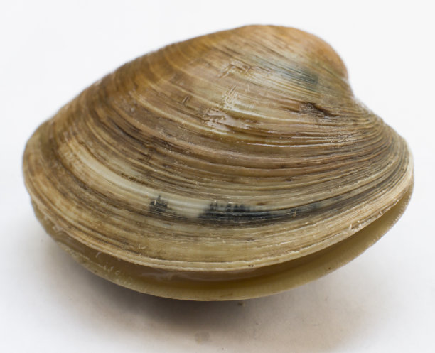 cockle