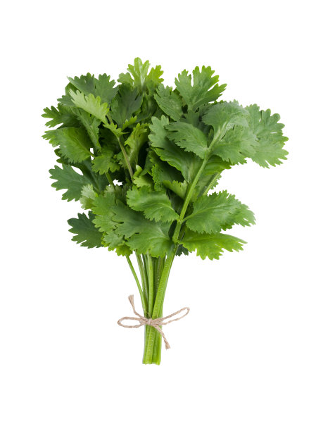 cilantro