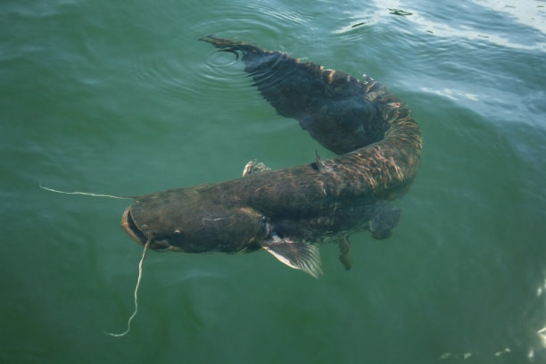 catfish