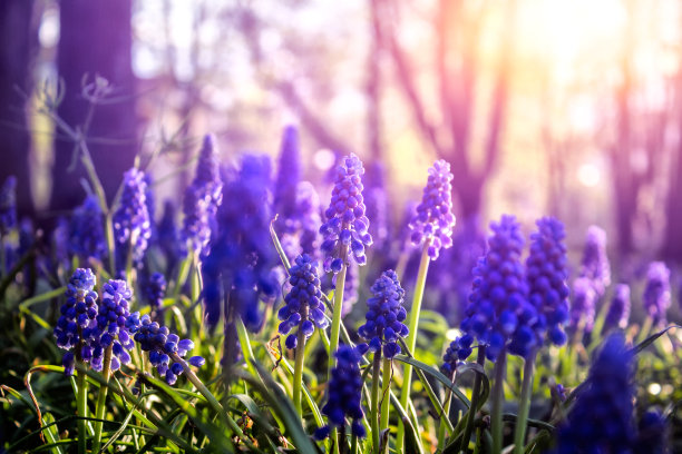 hyacinth