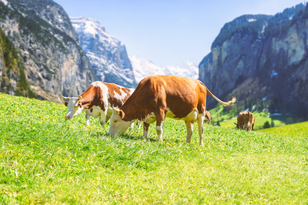 cattle