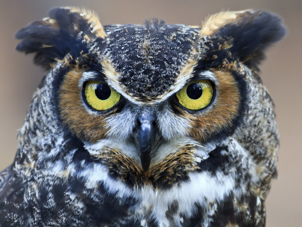 strix
