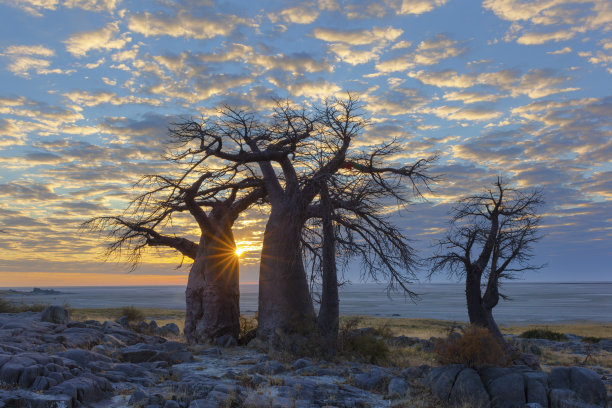 baobab