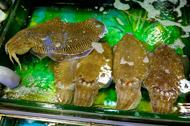 超市活鱼海鲜鱼缸
