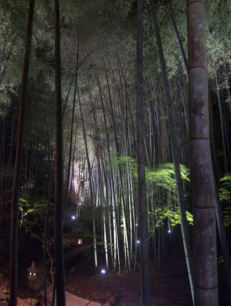 绿竹林竹林围栏