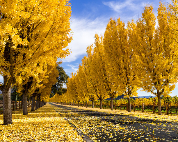 秋季银杏树道路
