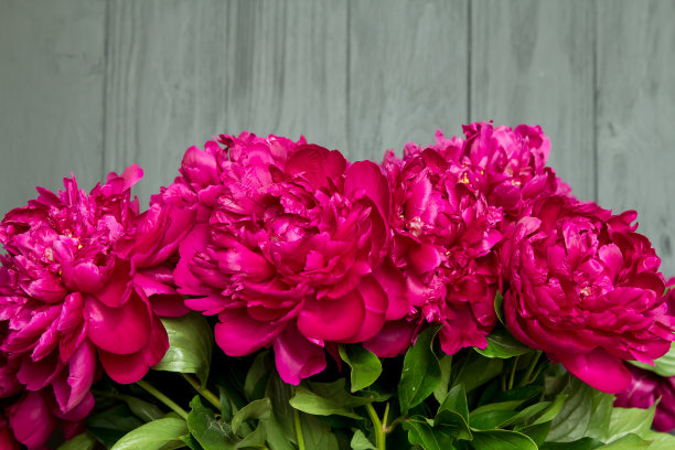 花簇,花蕾,花