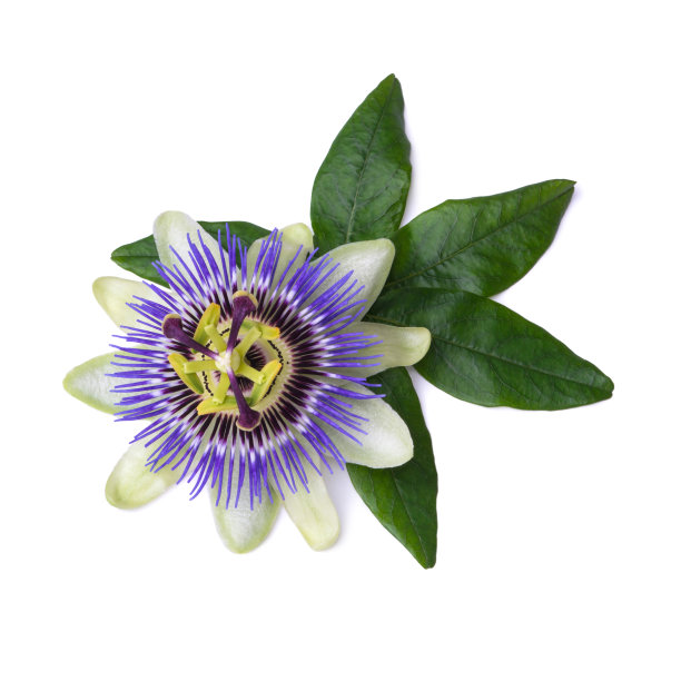 passiflora
