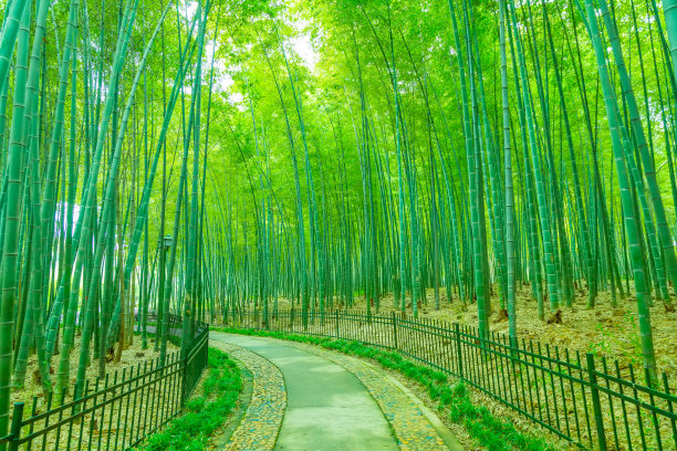 竹林树林