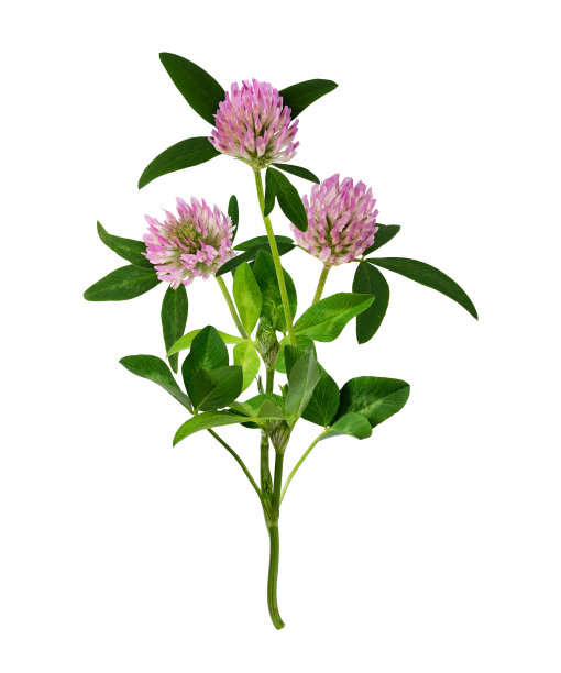 wildflower