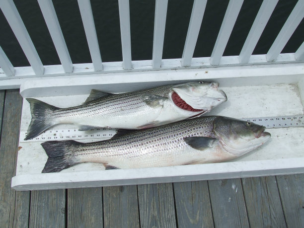 rockfish