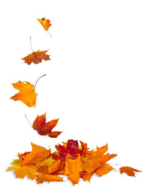 maple
