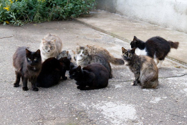 stray