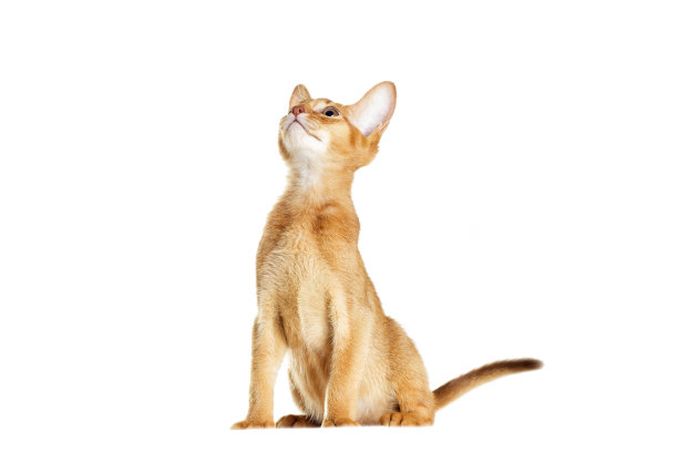 abyssinian猫