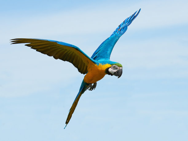 parrots