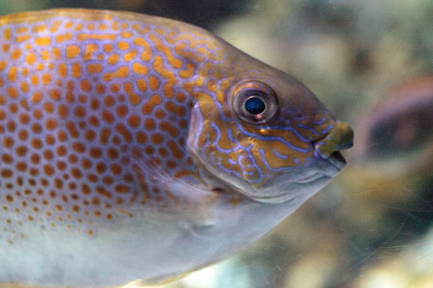 rabbitfish