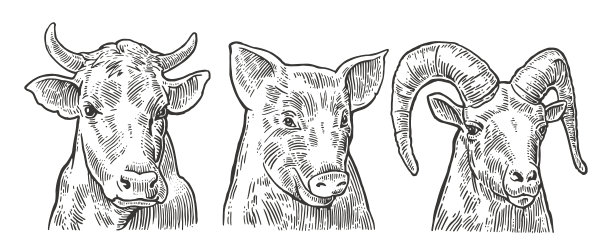 piggy