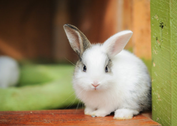bunny