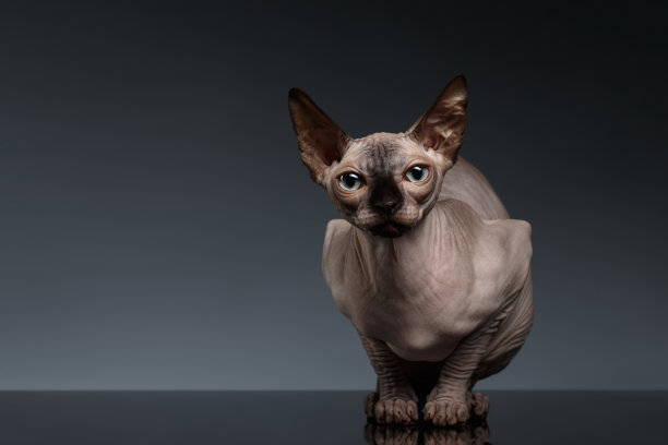 sphinx