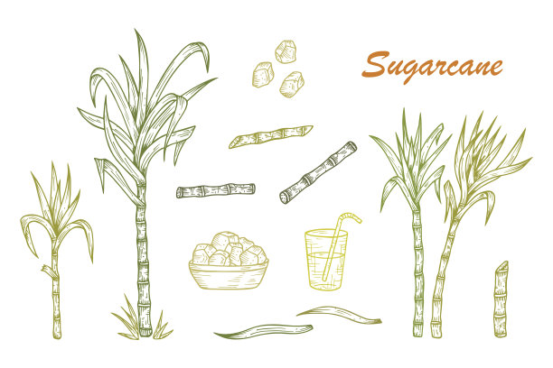 甘蔗插画