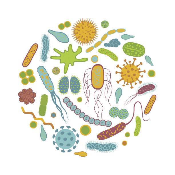 bacteria