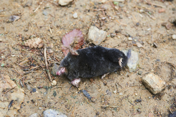 mole