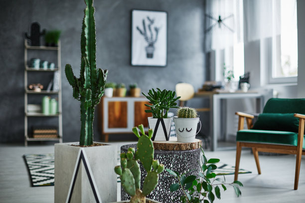 cacti
