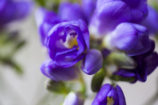 freesia