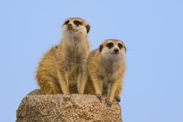 mongoose
