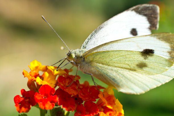 pieris