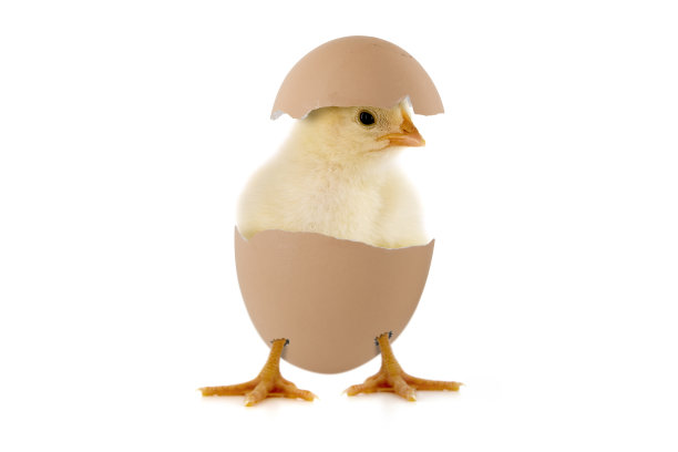 chick