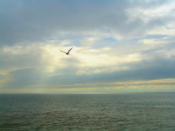 飞鸟蓝色大海壁纸