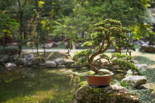 小盆景