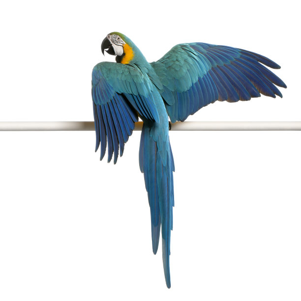 anodorhynchus