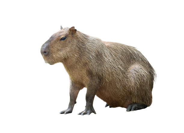 capybara