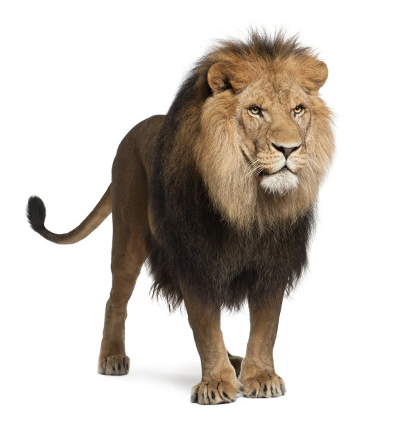lions