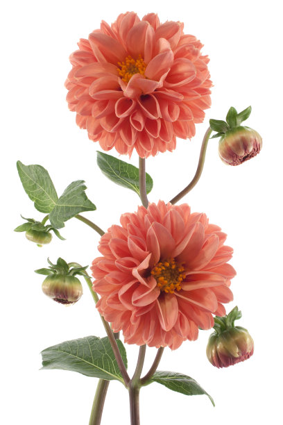 dahlia