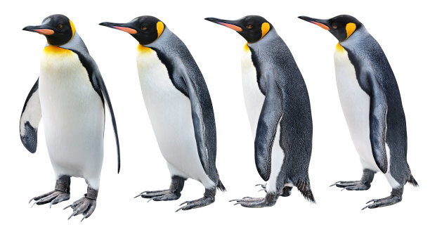pygoscelis