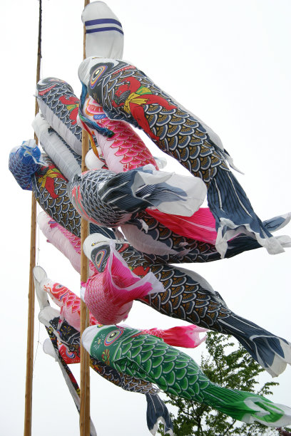 锦鲤,横幅,节日