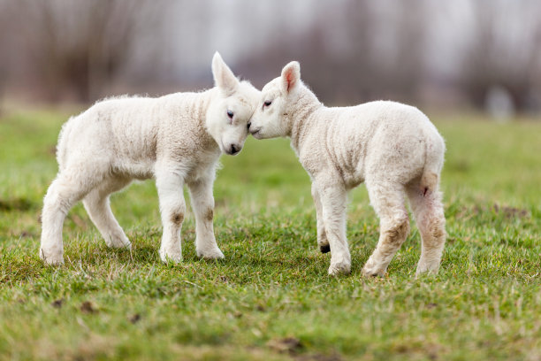 lamb