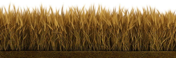 triticum