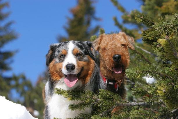 airedale