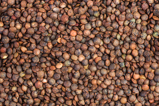 黑褐扁豆