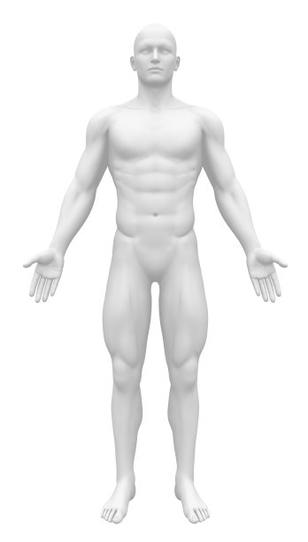 人体