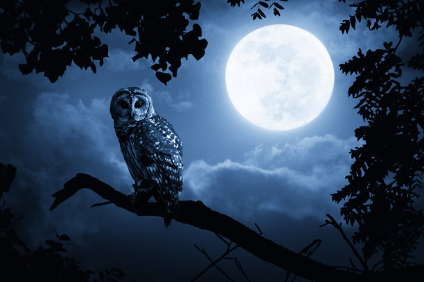 owl